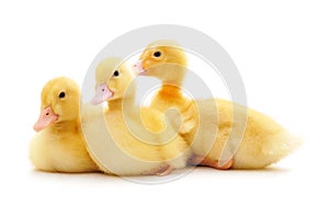 Many yellow ducklings