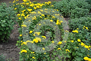 Many yellow flowers of Chrysanthemum in the garden