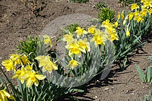 Many yellow flowers of daffodils in a row in March
