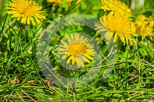 Many yellow flowers of a dandelion in a meadow