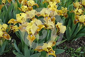 Many yellow flowers of dwarf bearded irises