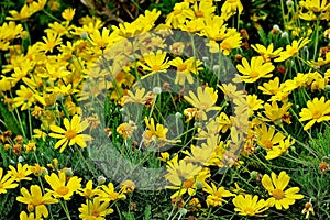 Many yellow flowers in the field, blooming daisies