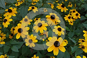 Many yellow flowers of Rudbeckia triloba in August