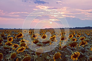 Many yellow flowers in sunflower field against cloudy sunset sky, summer late evening sun, duotone background