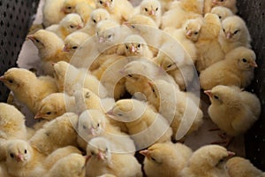 Many yellow little chickens in a box on a chicken farm.