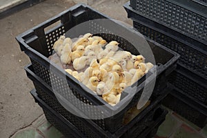 Many yellow little chickens in a box on a chicken farm.