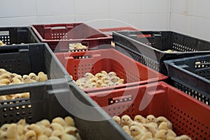 Many yellow little chickens in a box on a chicken farm.