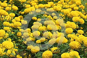 many yellow marigold flower in garden look beautiful and fresh. Thai people growing marigold flower for King Rama nine of Thailand