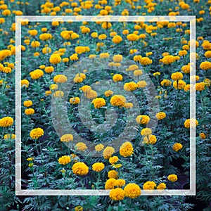 Many yellow marigolds were planted in black plastic pots