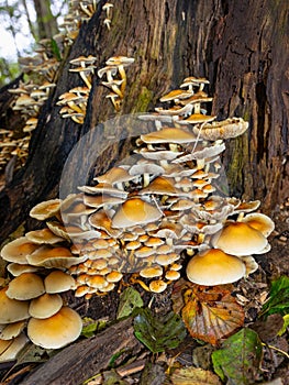 Many yellow orange colored mushrooms
