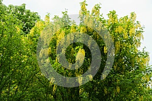 Many yellow racemes of flowers of Laburnum anagyroides