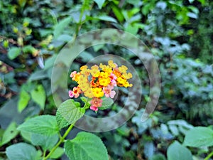 Many yellow, red, and pink lantana camara flowers in a botanical garden.