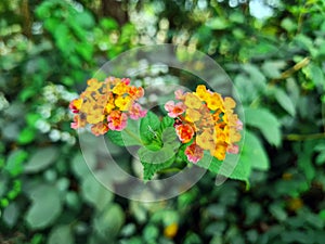 Many yellow, red, and pink lantana camara flowers in a botanical garden.