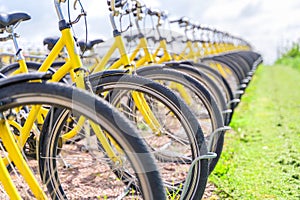Many yellow rental bicycles parked in a row