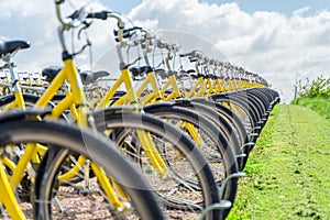 Many yellow rental bicycles parked in a row