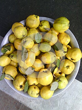 Many yellow ripeness and green immature big quince in big bowl.  Green leaves. Concrete and black rug.