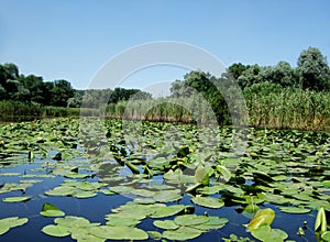 Many Yellow water lily on green leaves in river