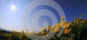 Yellow Wild Flowers Alpine with Blue Sky and Sun Sunshine Sunburst