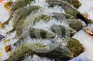 Many Yellowbelly Flounder Fish on Crushed Ice at Market, Sydney, Australia