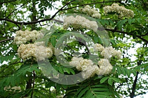 Many yellowish white flowers in the leafage of rowan tree in May