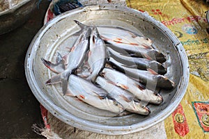 Many Yellowtail catfish (basa fish) on a Big bowl