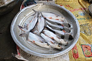 Many yellowtail catfish (basa fish) on a big bowl