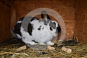 Many young bunnies in a shed. A group of small rabbits feed in barn yard. Easter symbol