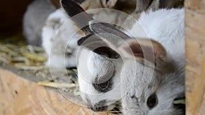 Many young bunnies in a shed. A group of small rabbits feed in barn yard. Easter symbol