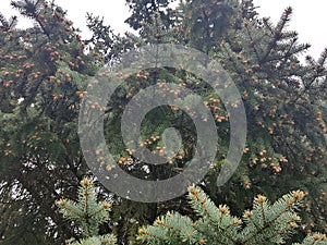 Many young cones on the branches of a pine tree in the forest