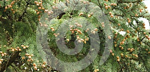 Many young cones on the branches of a pine tree in the forest