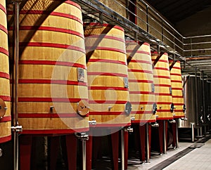 Many young cones on the branches of a pine tree in the forest