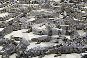 Many young crocodiles lies