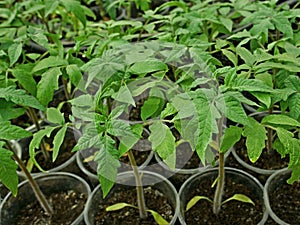 Many young green tomato seedlings before planting into the soil in spring