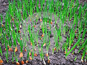 Many young onions growing in the soil for use as green leaves