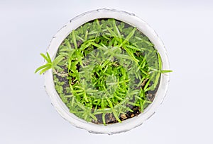 many young plants of Mestoclem (macrorhiza) - Dwarf caudex succulent, in a white pot.