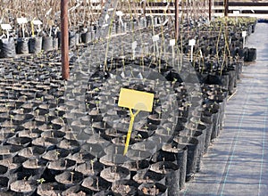 Many young seedlings of plants in black pots in a nursery garden. Blank plate