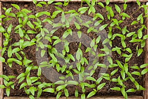 Many young sprouts of tomato