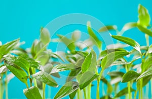 Many young sprouts of tomato