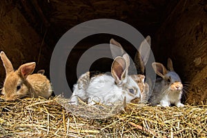 Many young sweet bunnies in a shed. A group of small colorful rabbits family feed on barn yard. Easter symbol