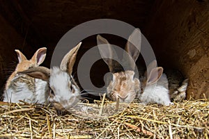 Many young sweet bunnies in a shed. A group of small colorful rabbits family feed on barn yard. Easter symbol