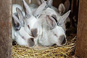 Many young white and black rabbits with their mother in cage. Life on farm