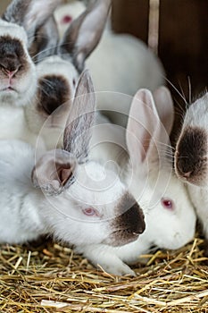 Many young white and black rabbits with their mother in cage. Life on farm