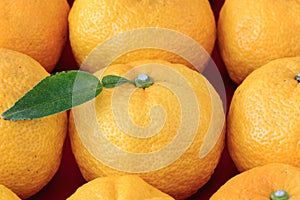 Many Yuzu on the table