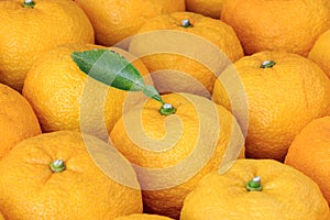 Many yuzu on the table