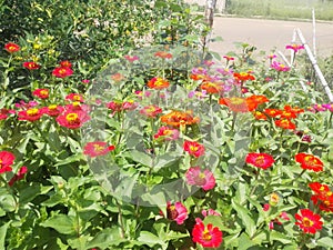 Many zinnias in color explosion