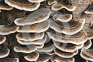 Many-Zoned Fungus