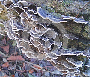 Many-zoned Polypore Coriolus versicular on Dead Tree