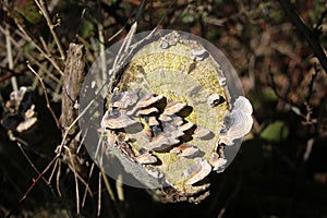 Many-zoned polypore fungi on old tree stump