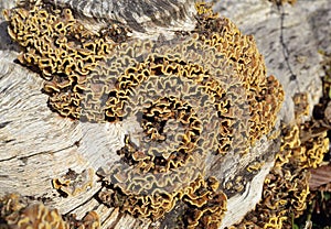 Many Zoned Polypore Fungus