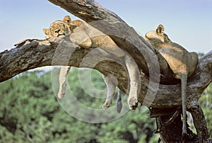 Manyara lions photo